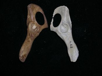 Media type: image;   Mammalogy BOM-466